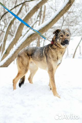 Красавец Тедди будет верным другом