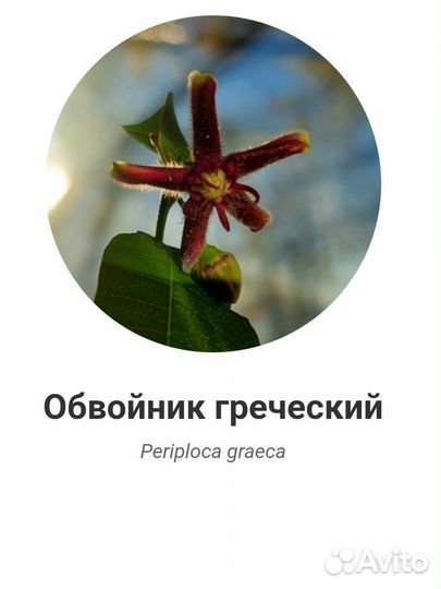 Лианы - обвойник греческий, плющ