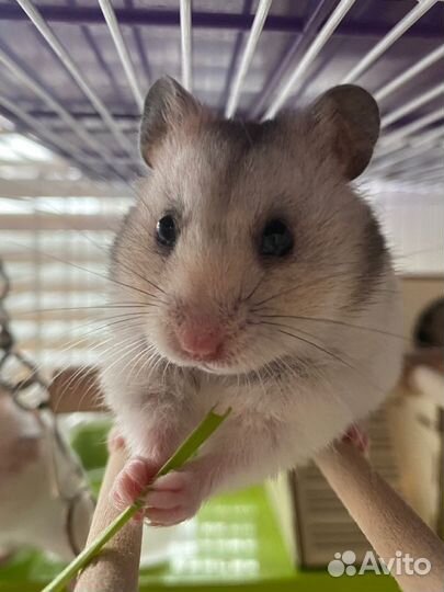 Передержка грызунов