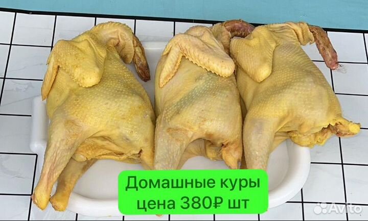 Куры домашние