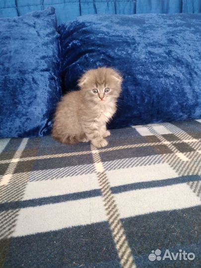 Котята скотиш фолд