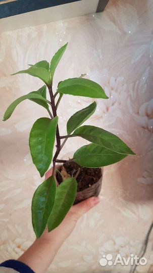 Джинура от 100 болезней