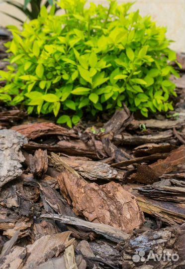 Сосновая кора(мульча)