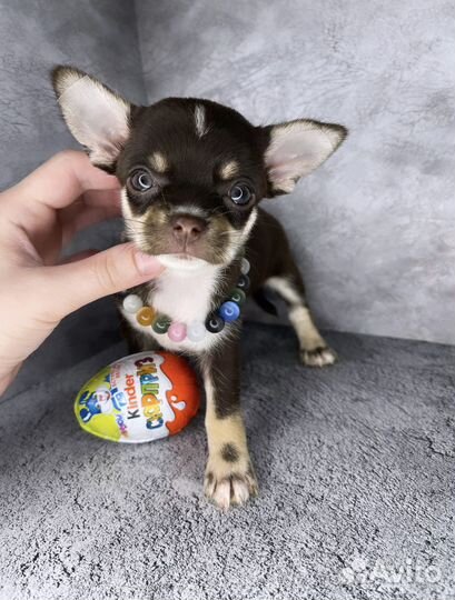 Кукольная мини девочка чихуахуа