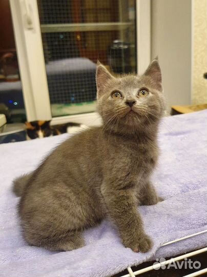 Котёнок девочка