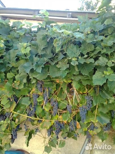 Виноград изобелла