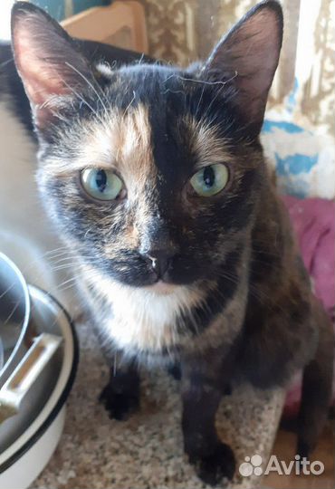 Кошка