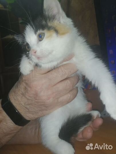 Котенок Беспалатно