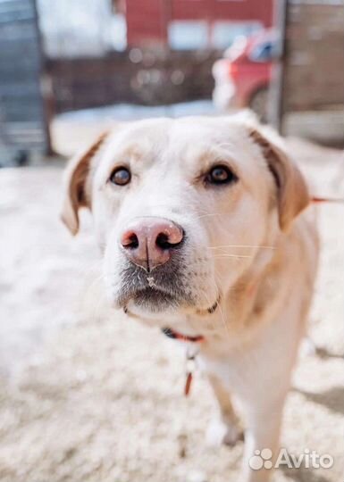 Ласковый Малыш