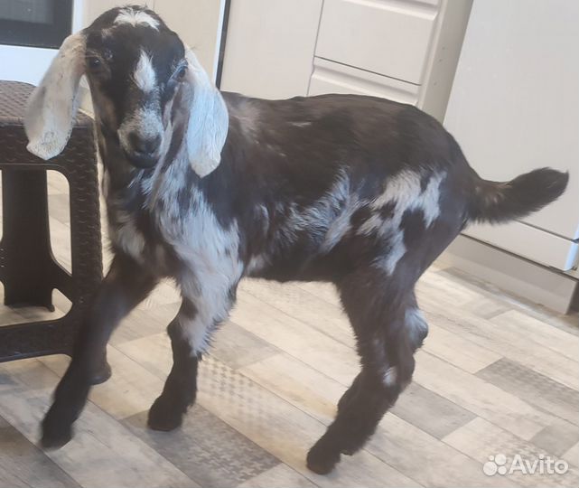 Англо нубийский козлик