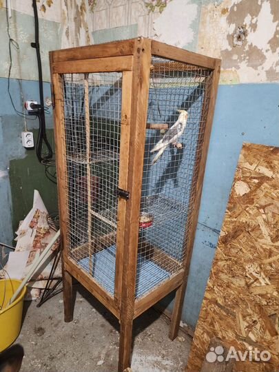 Корелла самец