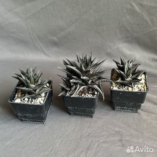 Суккуленты