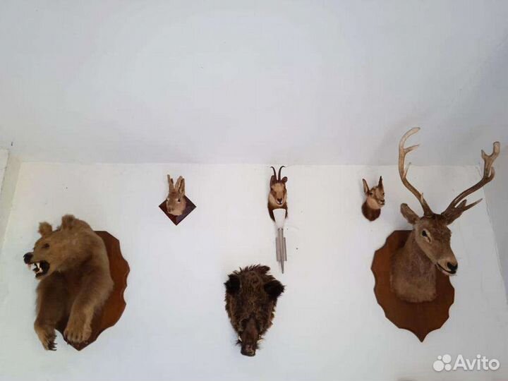 Чучела животных