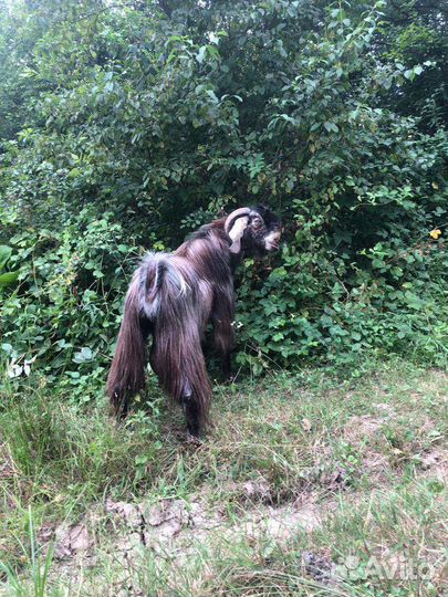 Продаю. Козёл Шами 100. Вязка. Козы нубийские чп