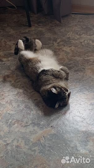 Кошка