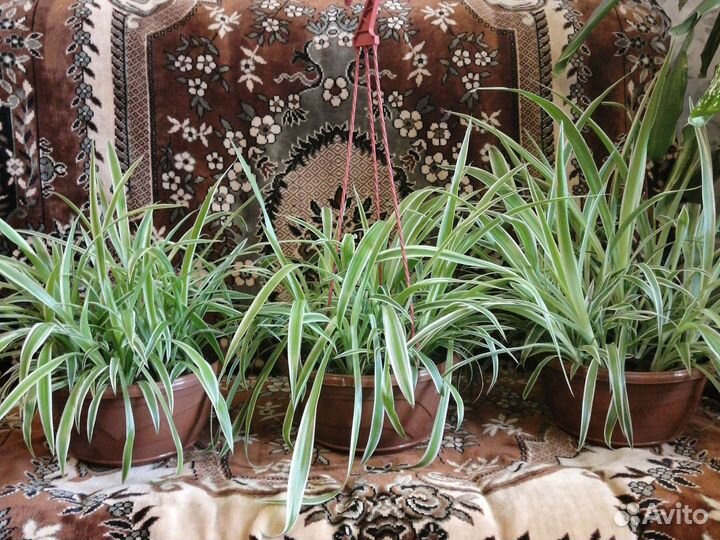 Хлорофитум, циперус