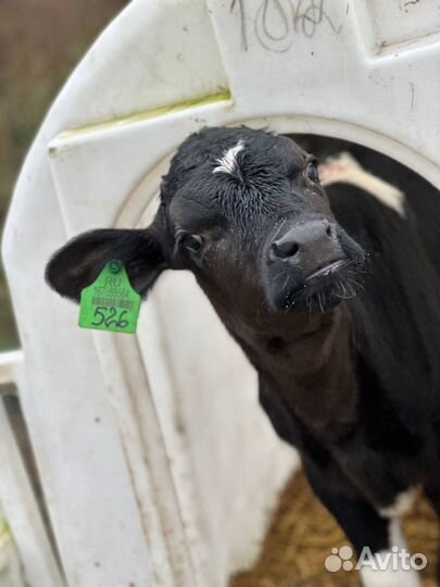 Телята бычки для откорма
