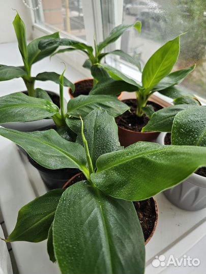 Комнатные растения. Банан