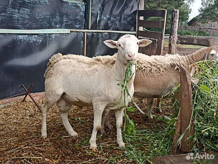 Катумские бараны