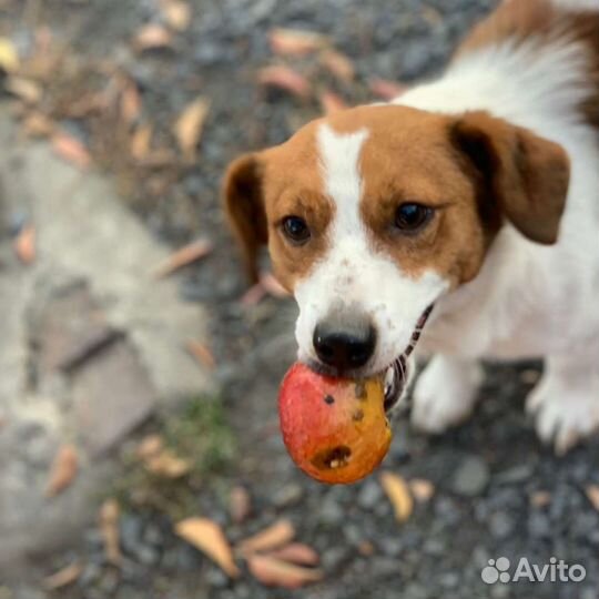 Джек Рассел терьер