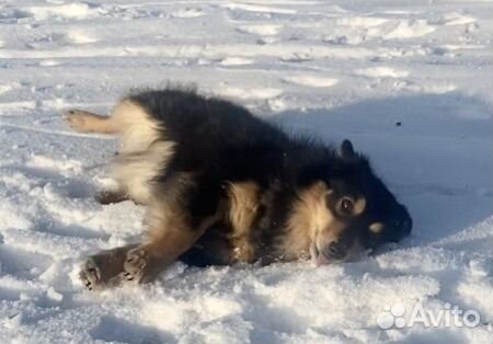 Собака в добрые руки