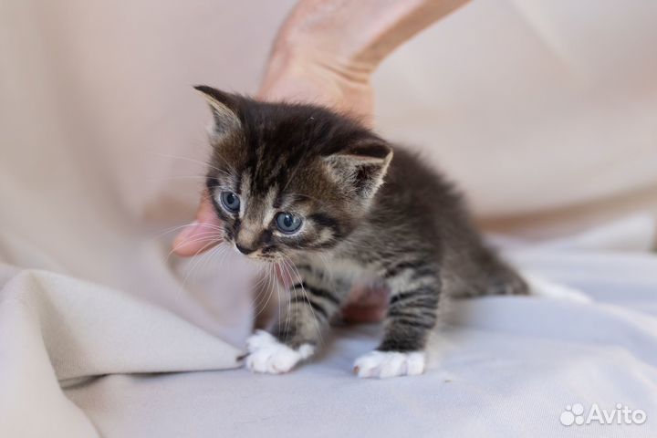 Котенок девочка, 1,5 месяца