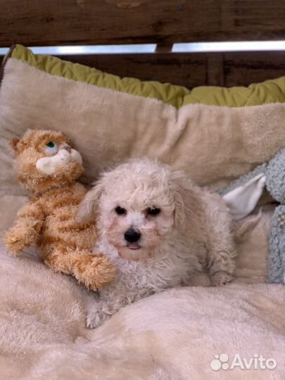 Мальтипу мальчик