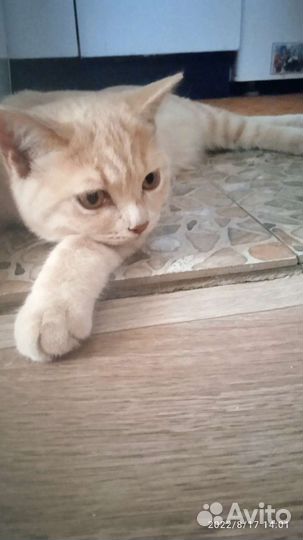 Шотландская кошечка