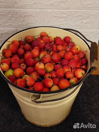 Яблоки ранетки