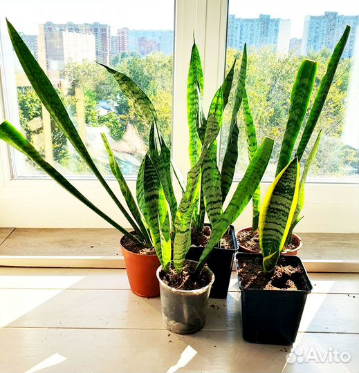 Сансевиерии трехполосная лауренти хани