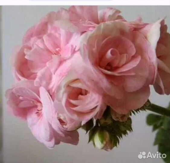 Герань пеларгония