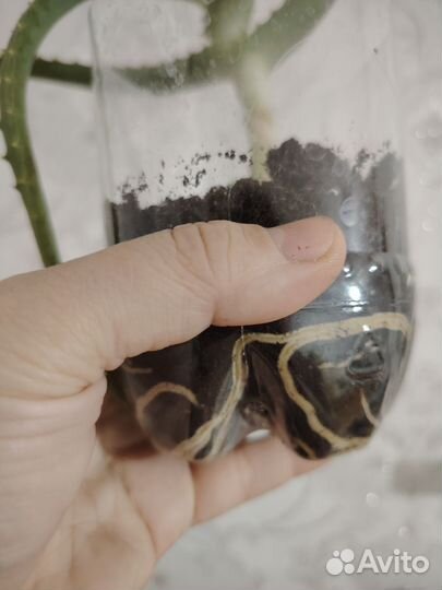 Комнатное растение алое