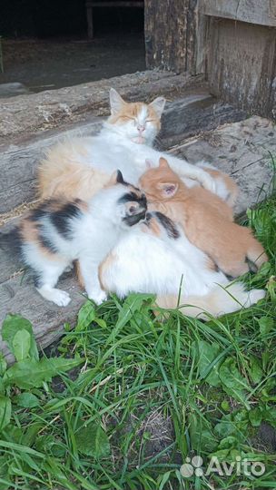 Котята в добрые руки