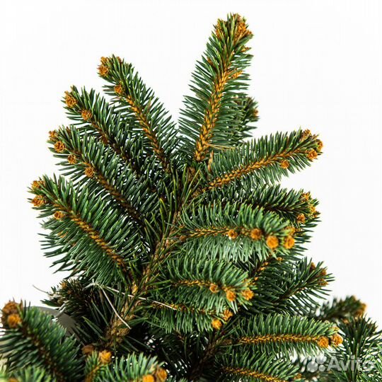 Ель колючая Глаука Глобоза 60 Picea pungens Glauca