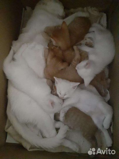 Котята в добрые руки