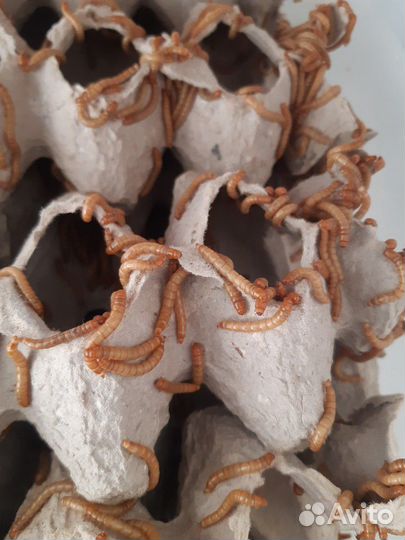 Зоофобас,мучной червь