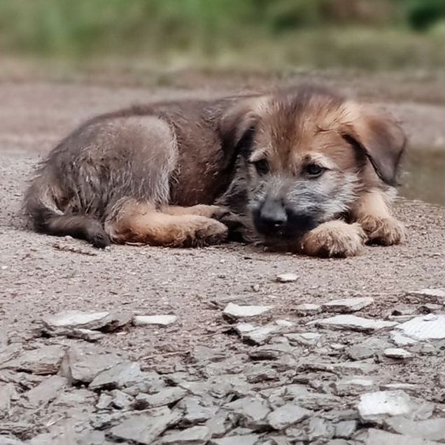 Щенок в добрые руки