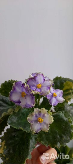 Цветущие фиалки