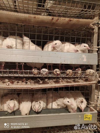 Перепел несушки