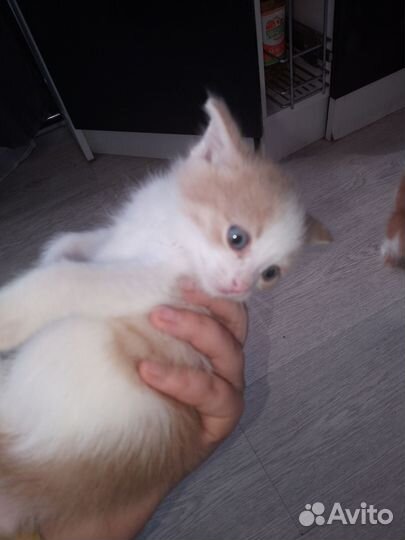 Котята в добрые руки бесплатно Породистые