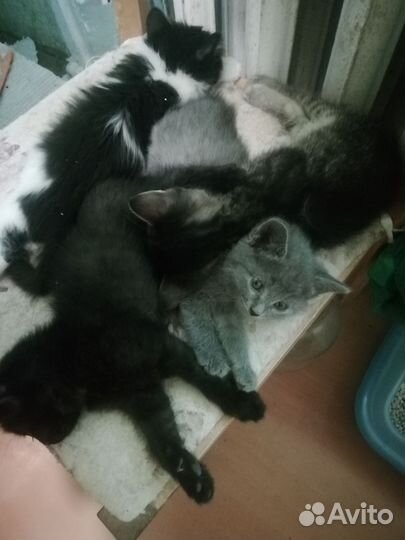 Котята в дар бесплатно