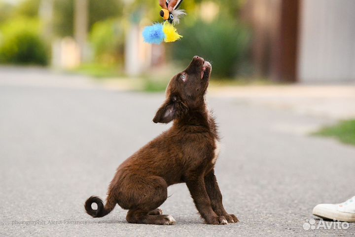 Передержка