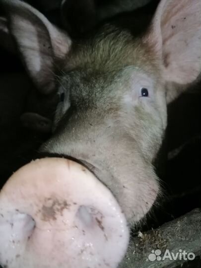 Хряк на племя