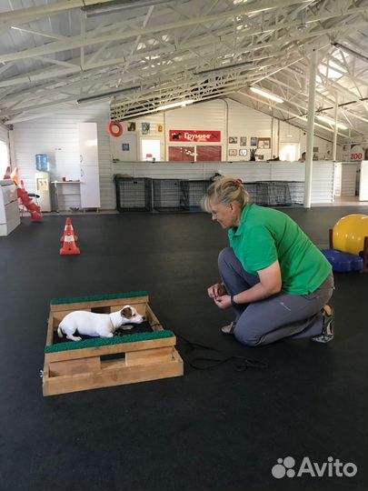 Кинолог. Дрессировка собак