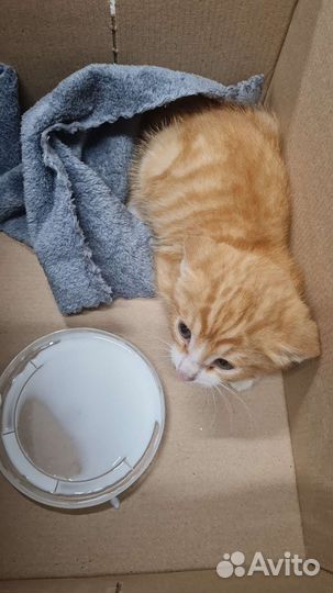 Отдам в добрые руки котёнка мальчик