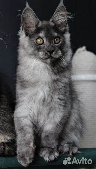Котята Мейн Кун