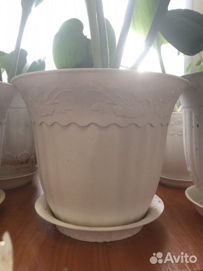 Гиппеаструм