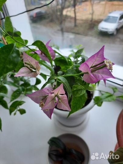 Бугенвиллия