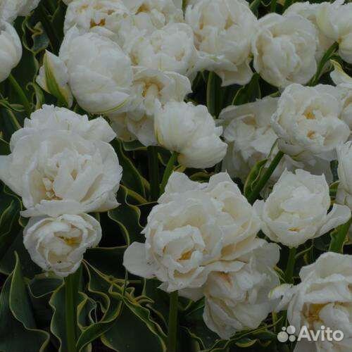 Тюльпаны луковицы