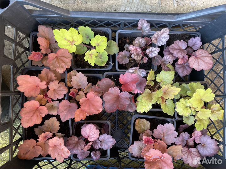 Гейхера, бруннера